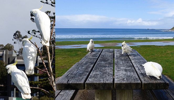 Cacatua dal ciuffo giallo in Australia - foto Paola Cattaneo